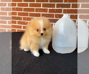Pomeranian Puppy for sale in DAWSONVILLE, GA, USA
