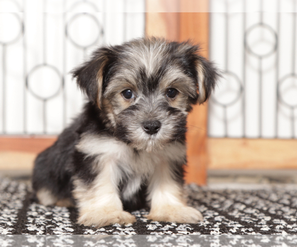 Medium Photo #2 Morkie Puppy For Sale in NAPLES, FL, USA