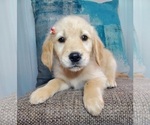 Small Photo #3 Golden Retriever Puppy For Sale in GOSHEN, IN, USA