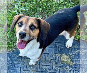 Beagle Dogs for adoption in Batavia, OH, USA