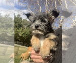 Small #9 Shih Tzu Mix