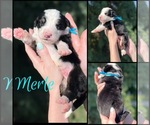 Puppy Merle Haggard Great Bernese