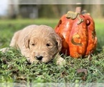 Small Photo #10 Goldendoodle Puppy For Sale in CROCKETT, TX, USA