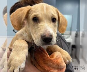 Medium Labrador Retriever-Retriever  Mix