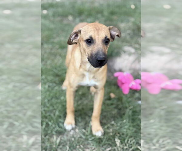 Medium Photo #1 Mountain Cur-Unknown Mix Puppy For Sale in Boston, MA, USA