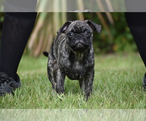 Medium Photo #2 Pug Puppy For Sale in PALM COAST, FL, USA