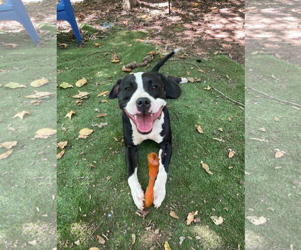 Medium Photo #3 American Bulldog-Unknown Mix Puppy For Sale in Greenville, SC, USA