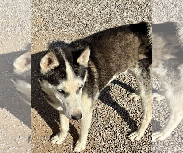 Medium Photo #7 Siberian Husky Puppy For Sale in Cedar Crest, NM, USA