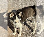 Small #6 Siberian Husky