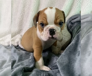 English Bulldog Puppy for sale in JOHNS ISLAND, SC, USA