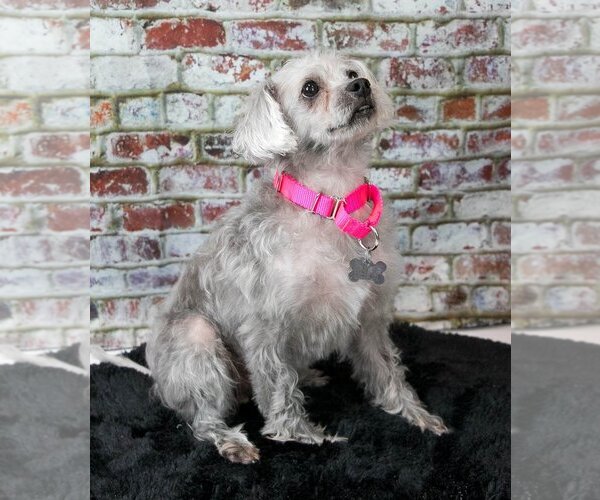 Medium Photo #6 Poodle (Miniature)-Unknown Mix Puppy For Sale in Kennesaw, GA, USA