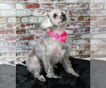 Small #5 Poodle (Miniature) Mix