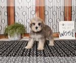 Small Photo #3 Schnoodle (Miniature) Puppy For Sale in NAPLES, FL, USA