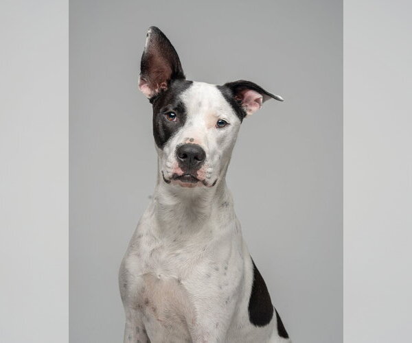 Medium Photo #1 Bullypit Puppy For Sale in Oakhurst, NJ, USA