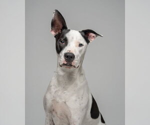 Bullypit Dogs for adoption in Oakhurst, NJ, USA