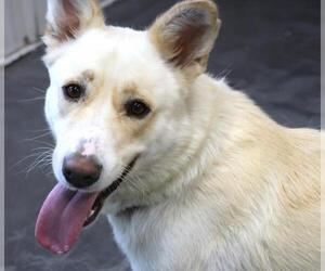 Huskies -Labrador Retriever Mix Dogs for adoption in Thief River Falls, MN, USA