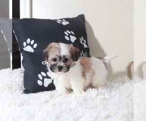 Zuchon Puppy for sale in MOUNT VERNON, OH, USA