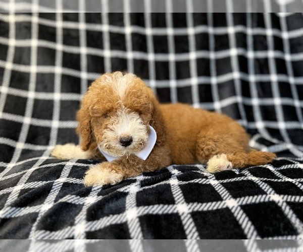 Medium Photo #9 Poodle (Miniature) Puppy For Sale in LAKELAND, FL, USA