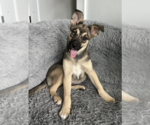 Small #4 Siberian Husky Mix
