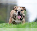 Small #11 Bulldog