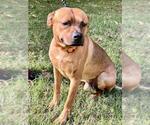 Small American Pit Bull Terrier