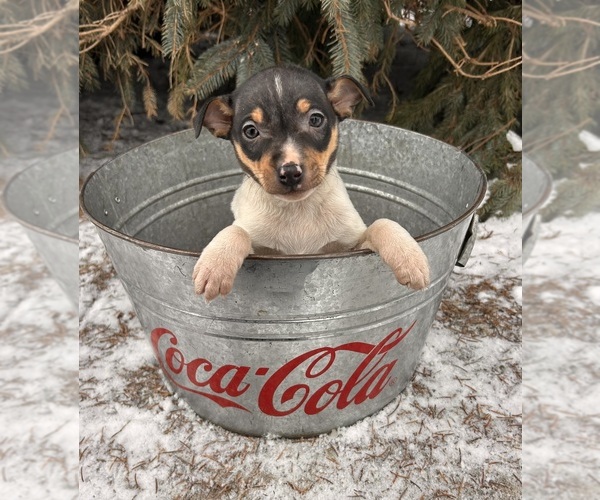 Medium Photo #3 Rat Terrier Puppy For Sale in MIDDLEBURY, IN, USA