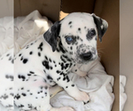 Small Photo #1 Dalmatian Puppy For Sale in KANSAS CITY, MO, USA