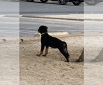 Small Photo #2 Rottweiler Puppy For Sale in YUCCA VALLEY, CA, USA