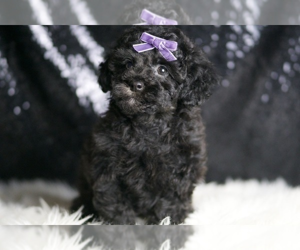 Medium Photo #5 Poodle (Toy) Puppy For Sale in WARSAW, IN, USA