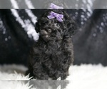 Small #4 Poodle (Toy)