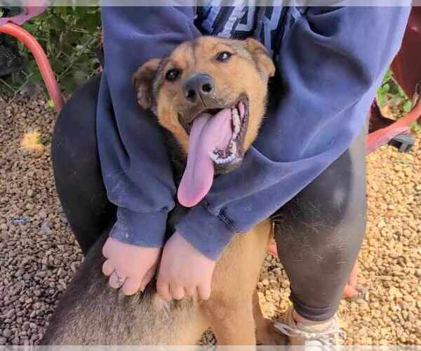 Medium Photo #3 German Shepherd Dog-Unknown Mix Puppy For Sale in Anniston, AL, USA