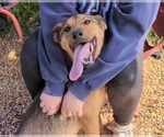 Small #2 German Shepherd Dog Mix