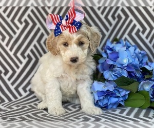 Double Doodle Puppy for sale in CEDAR LANE, PA, USA