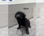 Small Photo #12 Golden Labrador Puppy For Sale in CAMERON, MO, USA