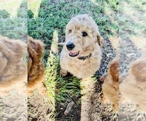 Goldendoodle (Miniature) Puppy for Sale in RUSSELLVILLE, Missouri USA