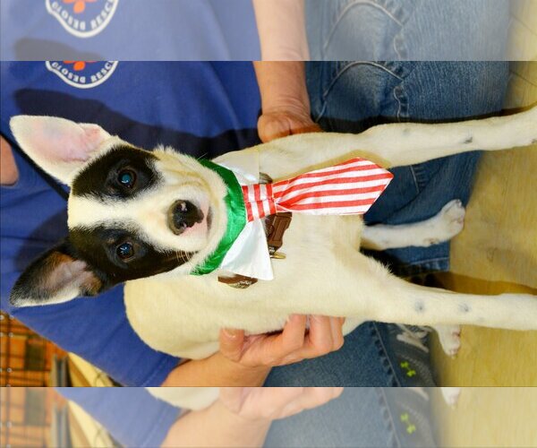 Medium Photo #2 Rat Terrier Puppy For Sale in Horn Lake, MS, USA