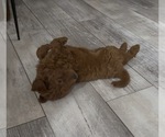 Small #1 Golden Retriever-Poodle (Toy) Mix