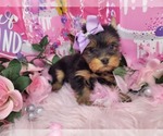 Small Photo #11 Yorkshire Terrier Puppy For Sale in HARKER HEIGHTS, TX, USA
