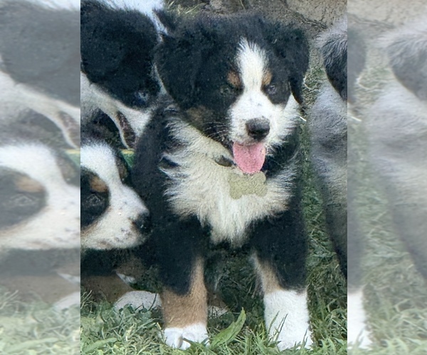 Medium Photo #1 Australian Shepherd Puppy For Sale in WHITAKERS, NC, USA