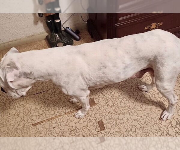 Medium Photo #2 Boxer Puppy For Sale in Austin, TX, USA