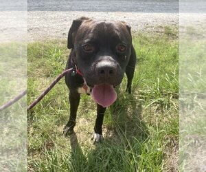 Boxer-Unknown Mix Dogs for adoption in Boston, MA, USA