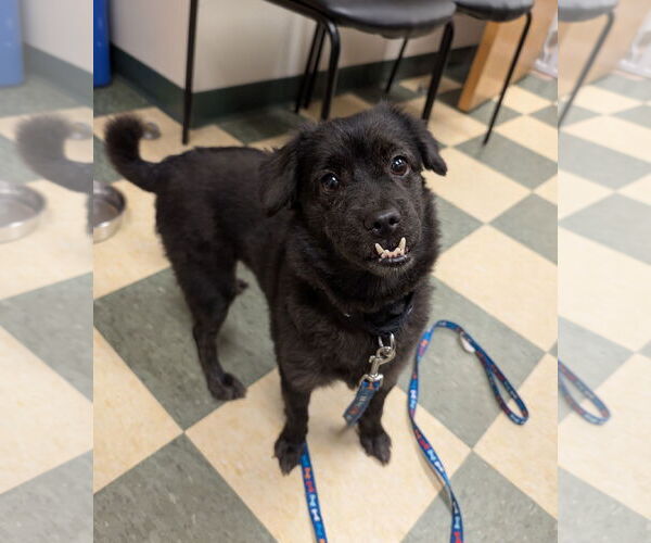 Medium Photo #10 Mutt Puppy For Sale in Philadelphia, PA, USA