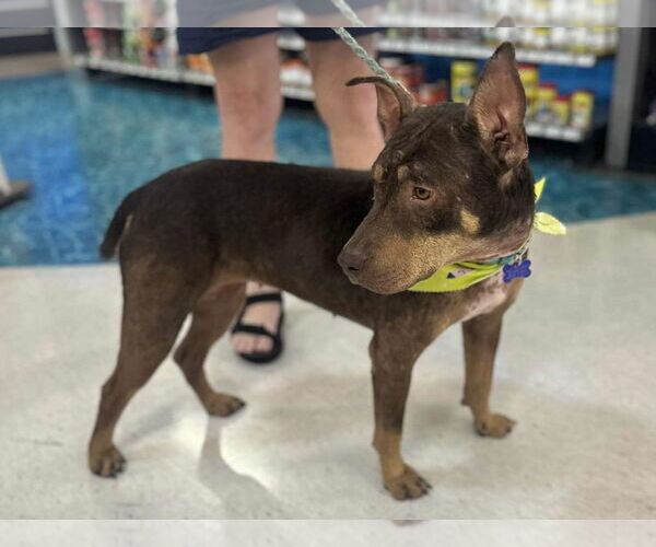 Medium Photo #4 Australian Kelpie-Doberman Pinscher Mix Puppy For Sale in Cookeville, TN, USA