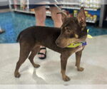 Small #3 Australian Kelpie-Doberman Pinscher Mix