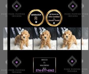 Maltipoo Puppy for sale in WARSAW, IN, USA