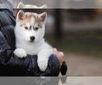 Small Photo #3 Siberian Husky Puppy For Sale in AUSTIN, TX, USA
