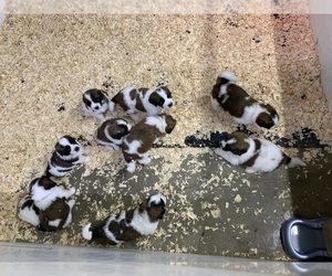 Saint Bernard Puppy for Sale in DELPHI, Indiana USA