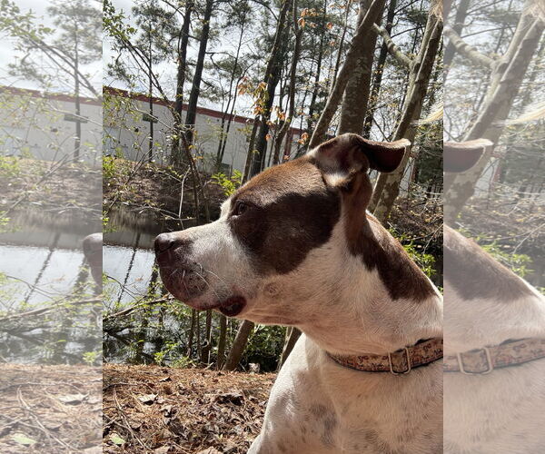 Medium Photo #3 Mutt Puppy For Sale in Virginia Beach, VA, USA