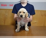 Small #9 Labrador Retriever