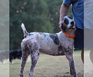 Lynard - Male Great Dane-Poodle (Standard) Mix Dog for Adoption - Photo #2
